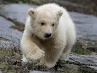 Nga triển khai dự &aacute;n quốc gia về bảo tồn gấu trắng Bắc Cực