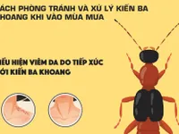 [INFOGRAPHIC] Mẹo phòng tránh và xử trí kiến ba khoang khi vào mùa mưa