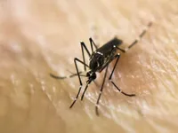 Israel phát hiện muỗi nhiễm virus Tây sông Nile chết người