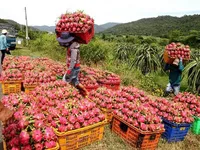 Hàng loạt nông sản Việt Nam sắp lên đường sang EU