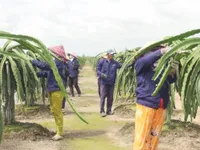 Off-season dragon fruit fetches high price for Tiền Giang farmers