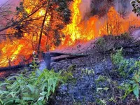 Forest fire in Vĩnh Phúc extinguished