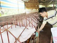Đồng Nai begins to repopulate pig herds after Africa swine fever epidemic