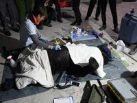 Trafficked bear rescued en route to Hà Tĩnh Province