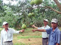 Creating brand names for Southeastern farm produce
