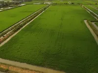 Cà Mau agriculture sector gradually adapts to climate change