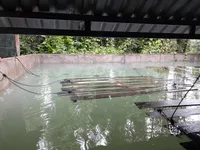 Farmers earn high incomes from breeding soft-shell turtles in cement tanks