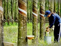 Rubber firms plan 30-50 per cent dividend in cash