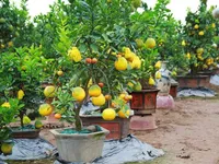 Five-fruit trees, plants shaped like rats popular for Tết