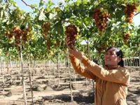 Ninh Thuận targets sustainable grape production