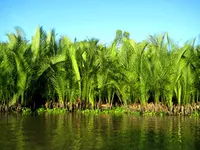 Chemical engineer finds massage the secret to sap