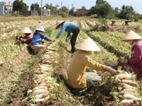 Mekong Delta radish town has bumper harvest