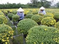 Mekong Delta farmers expect good harvest of Tết flowers