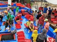 Quảng Nam fishermen receive abundant spring gifts from Paracels islands