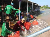 Tra fish exports likely to recover this year