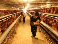 Localities asked to take measures against bird flu