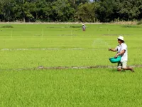 Kiên Giang farmers guaranteed outlets for high-quality rice