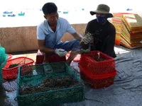 Ninh Thuận works towards sustainable sea-based aquaculture