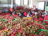 Tiền Giang sets export target of $3.4 billion in 2020