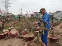 Peach blossom farmers back to work after Tết