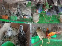 Việt Nam to keep close eye on wildlife import, sale