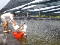 Cần Giờ has enormous potential for high-value aquatic products, swift nests