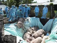 Việt Nam, US jointly develop vaccine against African swine fever