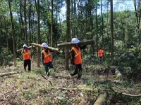 Việt Nam needs more trees: experts
