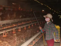 Hà Nam culls hundreds of poultry to stem bird flu outbreak