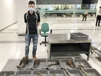 Nearly 30kg of rhino horn seized at Cần Thơ Airport