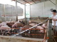 Hụt nguồn lợn nhập khẩu Thái Lan, lợn hơi liên tục tăng giá