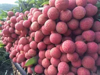 Lần đầu tiên vải thiều Hải Dương xuất khẩu sang Thái Lan
