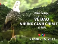 Khám phá bộ phim tài liệu Về đâu những cánh chim trời