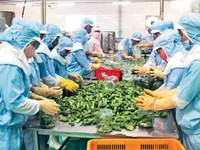 Ngành nông nghiệp kiến nghị Chính phủ hỗ trợ khôi phục sản xuất