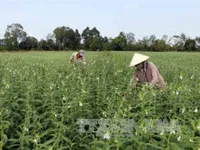 Cần Thơ rice farmers switch to high-value sesame