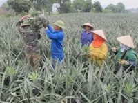 Room for Vietnamese farm produce exports to Singapore amid COVID-19