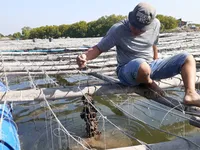 Bà Rịa – Vũng Tàu farmers expand breeding of Pacific oysters