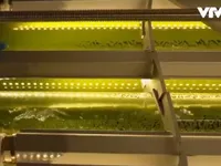 Sử dụng vi tảo hấp thụ khí CO2