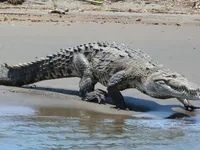 C&aacute; sấu Costa Rica đối mặt nguy cơ tuyệt chủng