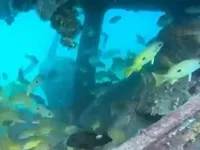 Dùng ô tô cũ làm rạn san hô nhân tạo