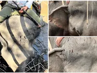 X&oacute;t xa trước h&igrave;nh ảnh voi bị h&agrave;nh hạ, c&otilde;ng kh&aacute;ch du lịch