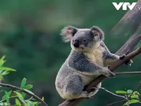 Gấu Koala v&agrave;o danh s&aacute;ch c&oacute; nguy cơ tuyệt chủng