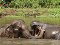 H&atilde;y để voi được nghỉ ngơi