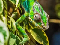 Hơn 20% lo&agrave;i b&ograve; s&aacute;t tr&ecirc;n Tr&aacute;i đất đối mặt nguy cơ tuyệt chủng