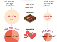 [INFOGRAPHIC] Niên vụ năm 2022, vải thiều được mùa