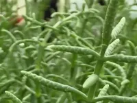 Salicornia - loại cây siêu thực phẩm tại UAE