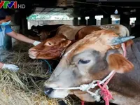 Lễ hội Eid al-Adha 'giảm nhiệt' do dịch lở mồm long móng