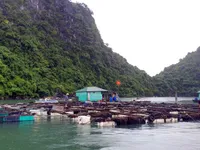 Huyện V&acirc;n Đồn (Quảng Ninh): Ki&ecirc;n quyết đưa người ở lại c&aacute;c lồng b&egrave; thủy sản l&ecirc;n bờ