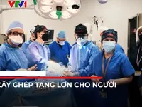 Tranh cãi về đạo đức trong việc ghép tạng lợn cho người