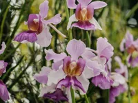 Đặc sắc triển l&atilde;m hoa lan tại Gardens by the Bay (Singapore)